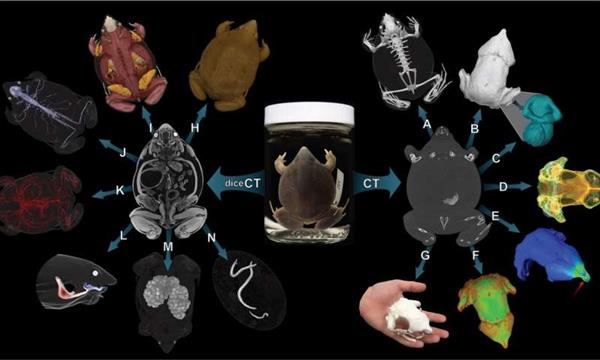 <b>MorphoSource存檔將包含超過(guò)20,000免費的3D可打印的脊</b>